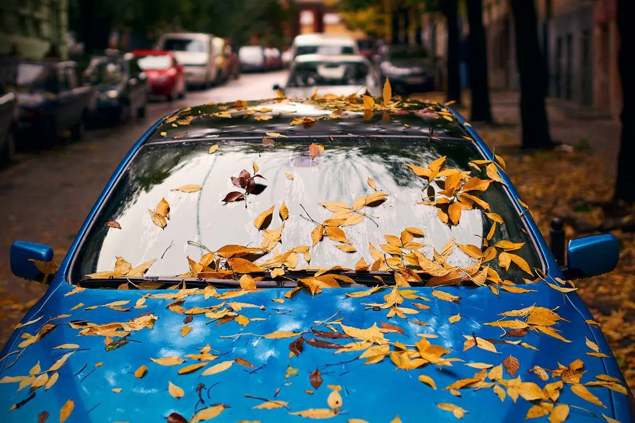 feuilles voiture